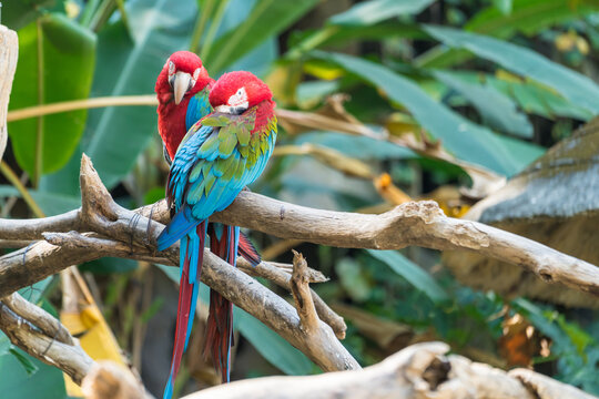 Red Macaw Bird on branches.