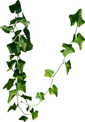 Vine plant, green leaves