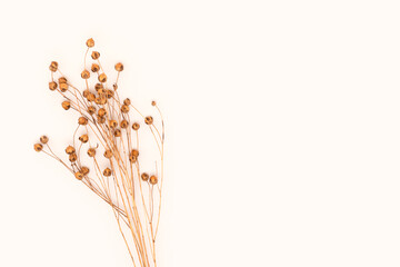 Branch of dry flax flowers on a beige background with copy space. Selective focus.