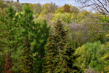 Fototapeta na wymiar Breathing spring forest full of freshness and delicate gentle colors