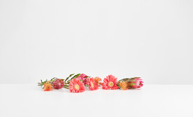 Vase of plant on the white table and isolated background decorative and fresh.