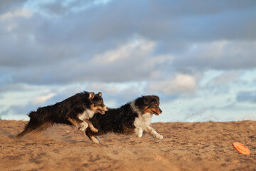 Fototapeta na wymiar dogs plays in beach near water. two Active australian shepherd jumping . Active holiday with a pet