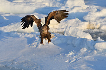 Bird watching with floating ices in winter