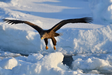 Bird watching with floating ices in winter