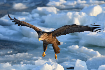 Bird watching with floating ices in winter
