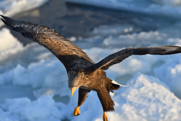 Bird watching with floating ices in winter