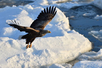 Bird watching with floating ices in winter