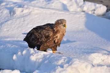 Bird watching with floating ices in winter