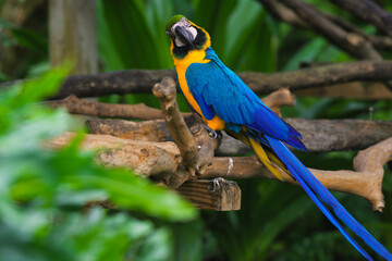 Different type of birds wildlife