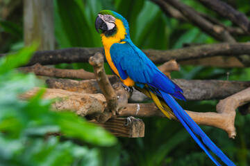 Different type of birds wildlife