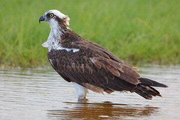 Osprey, Pandion haliaetus, Everglades National Park, Florida, USA