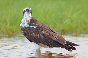 Osprey, Pandion haliaetus, Everglades National Park, Florida, USA
