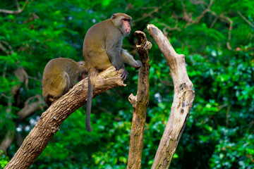 Obraz premium Monkey making different faces in a tree. Wildlife experience.