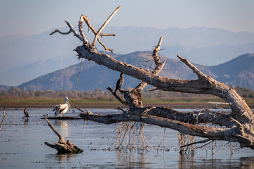 Scenic view of White Dalmatian Pelican standing on old tree trunk on Lake Skadar National Park near Virpazar, Montenegro, Balkans, Europe. Bird watching on boat tour in the wilderness in bird habitat