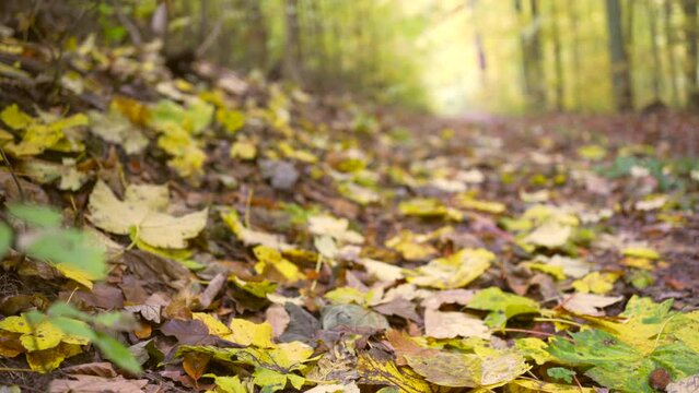 Footage of small path covered with colourful leaves in middle of forest.
