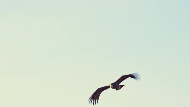 Andean Condor in its natural habitat over the mountains of Merlo, San Luis, Argentina. Slow motion, 4k