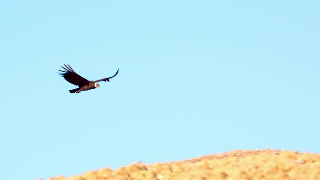 The Andean Condor's graceful flight above the comechingones mountain range, San Luis, Argentina. 4k footage, slow motion.