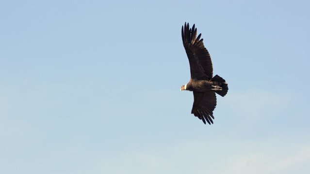 Andean Condor captured in stunning flight footage, 4k, slow motion.