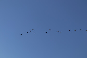 Obraz premium Flock of cormorant birds with blue background flying at sunrise in Lake Skadar National Park near Virpazar, Bar, Montenegro, Balkans, Europe. Bird watching in wilderness. Freedom concept