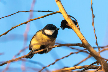 Great Tit perched on a tree branch