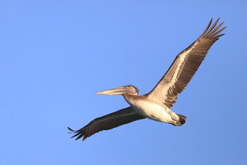 Fototapeta na wymiar Brown Pelican, Pelecanus occidentalis, Saint Andrews Sate Park, Florida, USA