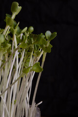 Shoots of green radish on a black background. Microgreen.