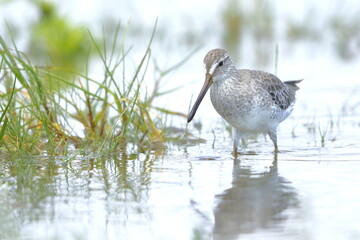 Greater Yellowlegs, Tringa melanoleuca, Everglades National Park, Florida, USA