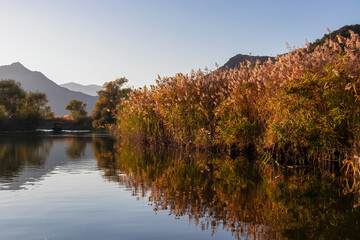 Sunrise mist over field of golden reeds on Crmnica river going to Lake Skadar near Virpazar, Bar, Montenegro, Balkans, Europe. Dinaric Alps in back. Amazing idyllic view of water reflection in water