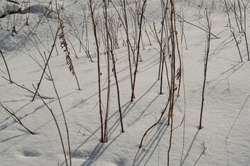 Fototapeta na wymiar Dürre Pflanzen im Schnee, Realp, Kanton Uri, Schweiz
