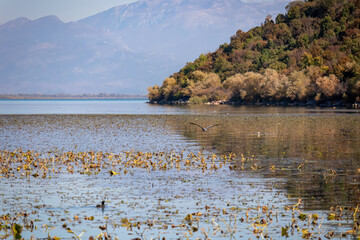 Bird flying over the water surface of Lake Skadar National Park in autumn near Virpazar, Bar, Montenegro, Balkans, Europe. Stunning idyllic travel destination in Dinaric Alps near Albanian border