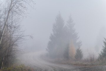 A Foggy Backroad 