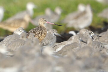 Marbled Godwit, Limosa fedoa, Everglades National Park, Florida, USA