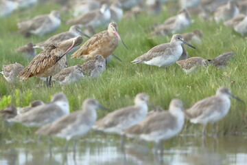 Marbled Godwit, Limosa fedoa, Everglades National Park, Florida, USA