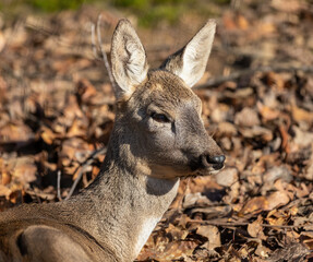 Portrait of a deer at the zoo