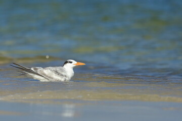 Royal tern, Thalasseus maximus, Saint Andrews Sate Park, Florida, USA