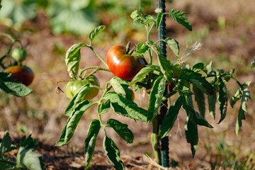 Ox heart tomatoes in an ecological garden with mulching and biodegradable link, Solanum...