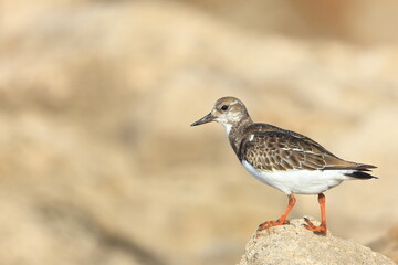 Ruddy Turnstone, Arenaria interpres, Saint Andrews Sate Park, Florida, USA