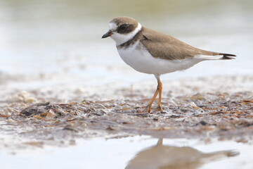 Semipalmated Plover, Charadrius semipalmatus, Everglades National Park, Florida, USA