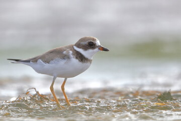 Semipalmated Plover, Charadrius semipalmatus, Everglades National Park, Florida, USA