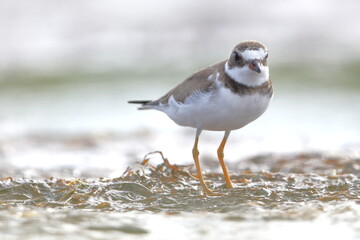 Semipalmated Plover, Charadrius semipalmatus, Everglades National Park, Florida, USA