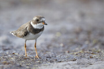 Semipalmated Plover, Charadrius semipalmatus, Everglades National Park, Florida, USA