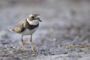 Semipalmated Plover, Charadrius semipalmatus, Everglades National Park, Florida, USA
