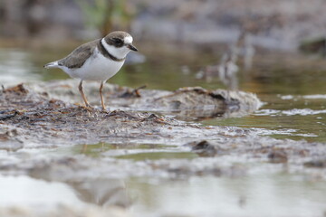 Semipalmated Plover, Charadrius semipalmatus, Everglades National Park, Florida, USA