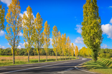 Cypresses in a row at autumn and road to Loire Valley at sunny day, France