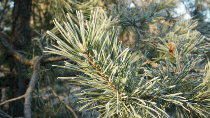 Naklejka na ściany i meble a pine branch is covered with frost