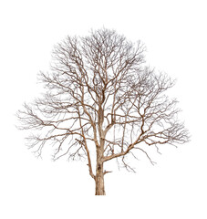 Single old big and dead tree dead isolated on white background.Large trees database Botanical...