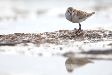 Semipalmated Sandpiper, Calidris pusilla, Everglades National Park, Florida, USA