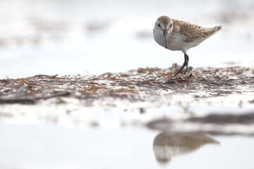 Semipalmated Sandpiper, Calidris pusilla, Everglades National Park, Florida, USA