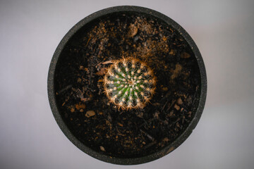 Top view of  a cactus in a pot. Indoor plants decoration
