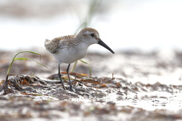 Semipalmated Sandpiper, Calidris pusilla, Everglades National Park, Florida, USA